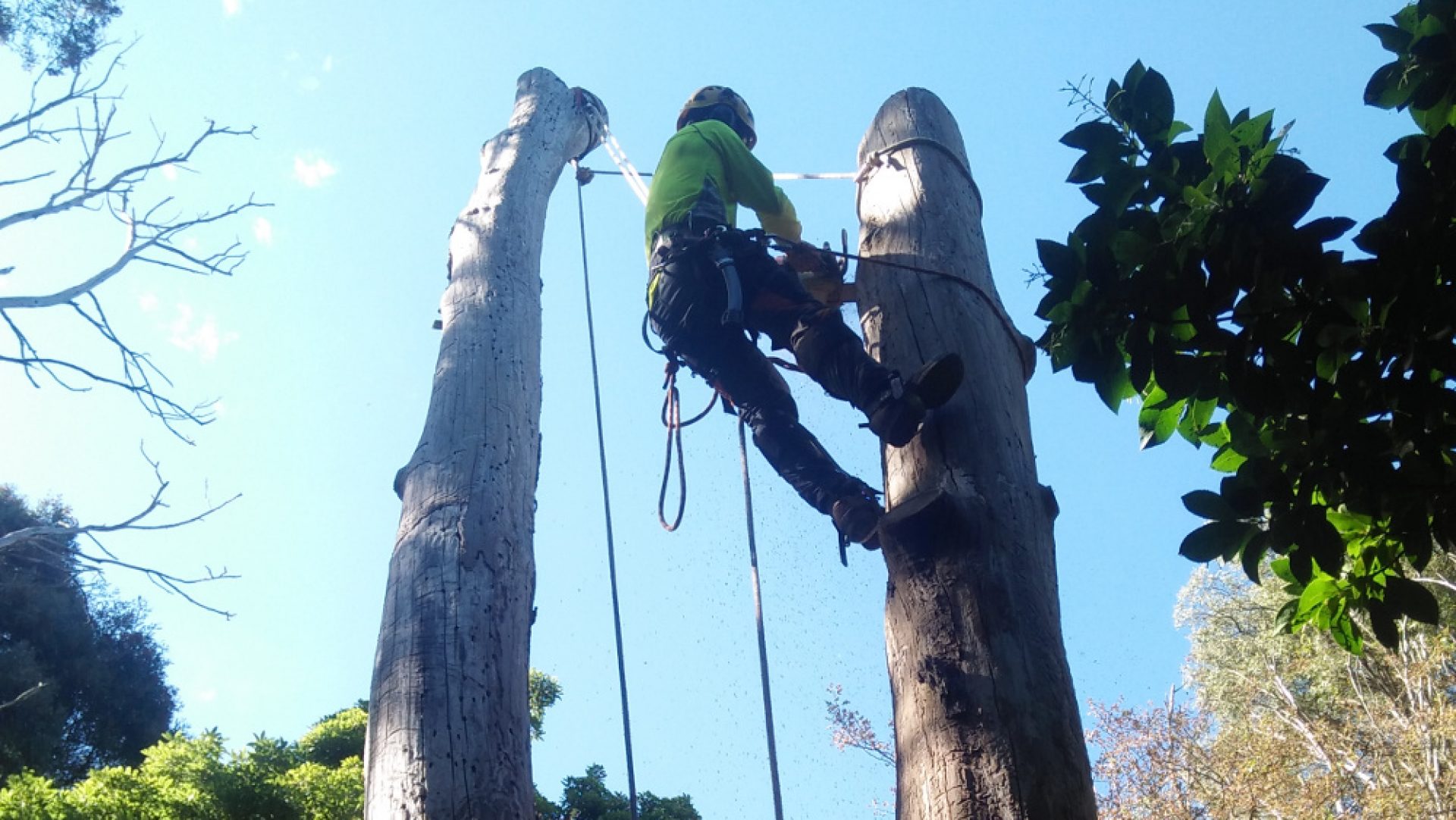 Superb Tree Care