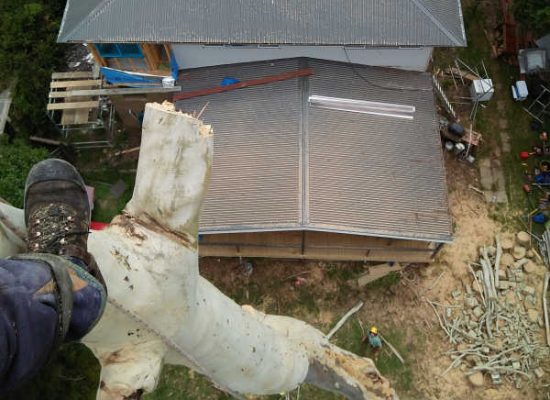 tree removal over house