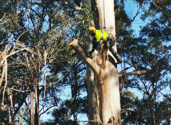 mountain ash removal