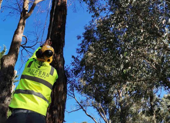 installing habitat box in tree